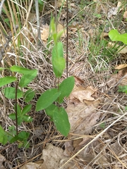 Calystegia spithamaea