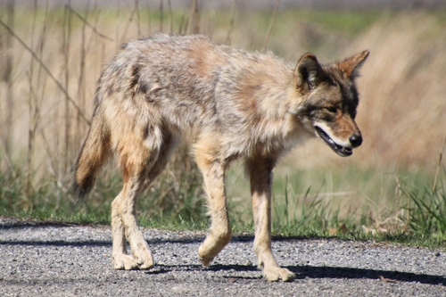 Coyote photographed in New York