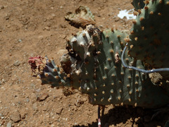 Opuntia basilaris treleasei