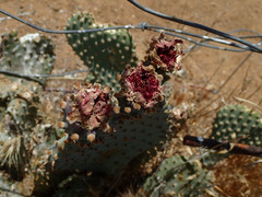 Opuntia basilaris treleasei