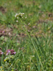 Capsella × gracilis