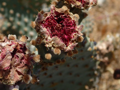 Opuntia basilaris treleasei