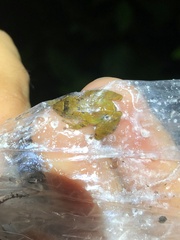 Pristimantis altamnis