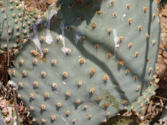 Opuntia basilaris treleasei