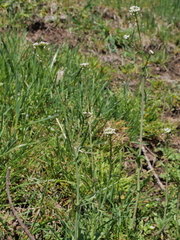 Capsella × gracilis