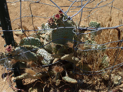 Opuntia basilaris treleasei