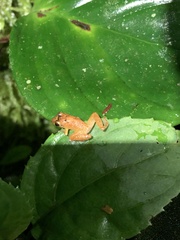 Pristimantis altamnis