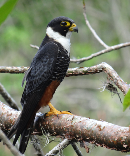 Bat Falcon