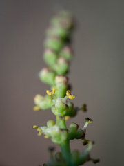 Stillingia linearifolia