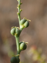 Stillingia linearifolia