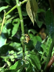 Pristimantis altamnis