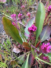 Castilleja ambigua humboldtiensis