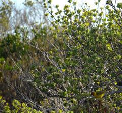 Setophaga petechia bryanti