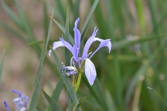 Iris lactea