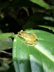 Pristimantis petersioides