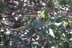 Comarostaphylis diversifolia planifolia