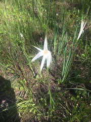 Rhynchospora colorata