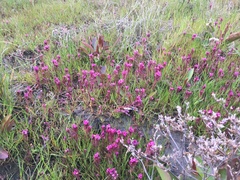 Castilleja ambigua humboldtiensis