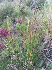 Castilleja ambigua humboldtiensis