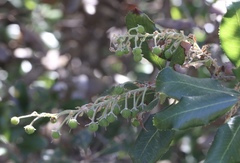 Comarostaphylis diversifolia planifolia