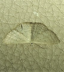 Scopula aleuritis