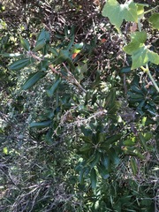 Comarostaphylis diversifolia planifolia