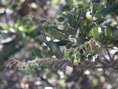 Comarostaphylis diversifolia planifolia