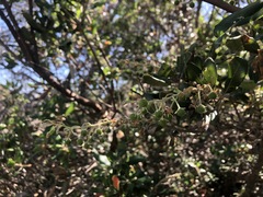 Comarostaphylis diversifolia planifolia