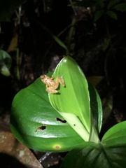 Pristimantis altamnis