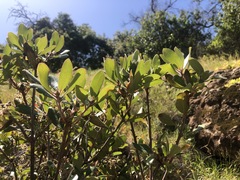 Comarostaphylis diversifolia planifolia