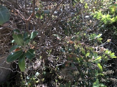 Comarostaphylis diversifolia planifolia