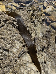 Lessoniaceae
