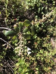 Comarostaphylis diversifolia planifolia