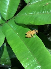 Pristimantis altamnis