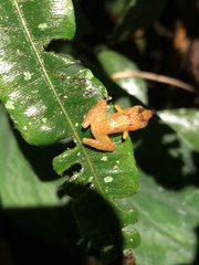 Pristimantis altamnis