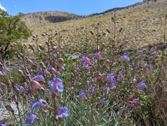 Penstemon incertus