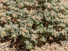 Euphorbia vallis-mortae