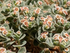 Euphorbia vallis-mortae