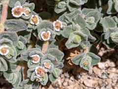 Euphorbia vallis-mortae