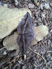 Lesmone griseipennis