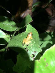 Pristimantis altamnis