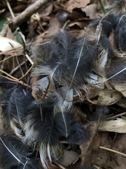 Otus semitorques