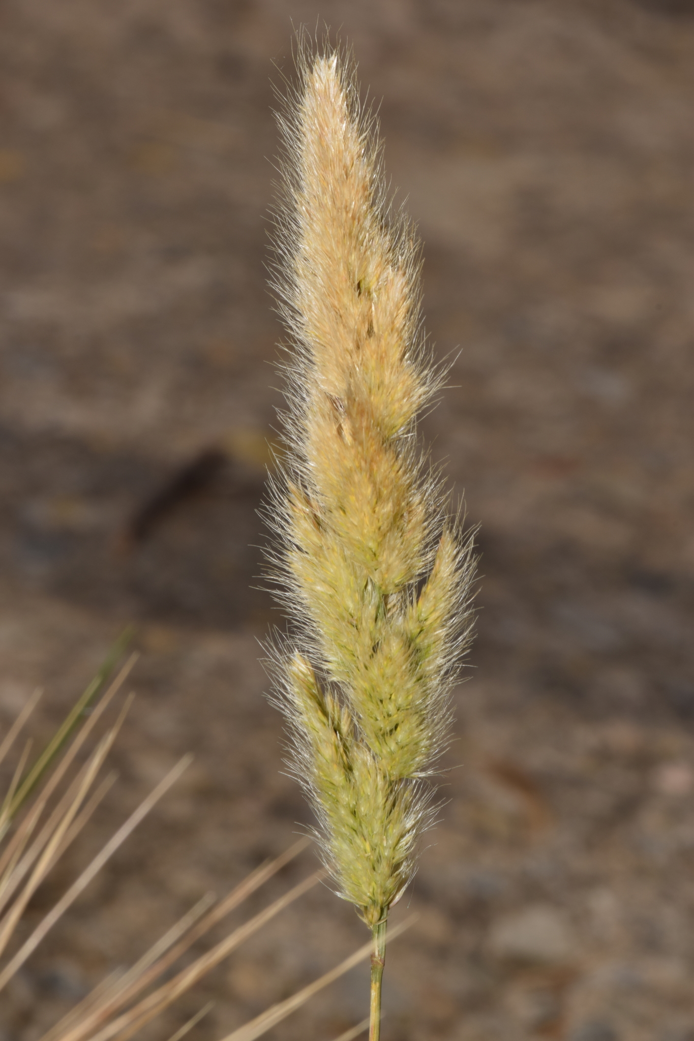 Polypogon