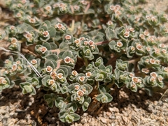 Euphorbia vallis-mortae