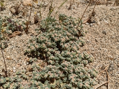 Euphorbia vallis-mortae