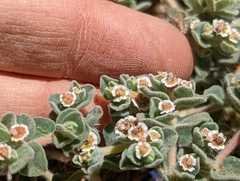 Euphorbia vallis-mortae