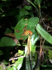 Pristimantis altamnis