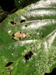 Pristimantis altamnis