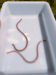 Xerotyphlops vermicularis