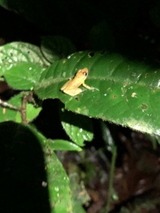 Pristimantis altamnis